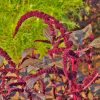 Sélection « Paysage comestible » – Image 2