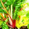 Sélection « Paysage comestible » – Image 4