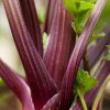 Sélection « Paysage comestible » – Image 5