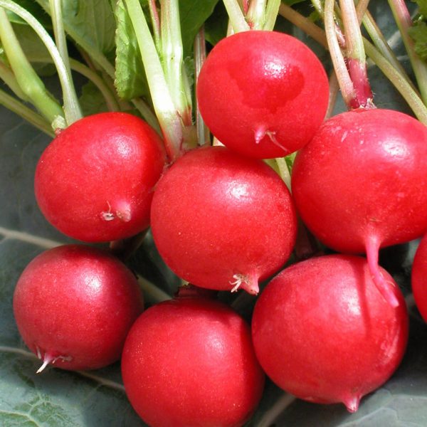 Radis Cherry Belle - Bio