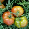 Sélection « Paysage comestible » – Image 11