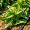 Laitue feuille Deer Tongue - Bio – Image 2