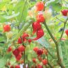 Sélection « Paysage comestible » – Image 9