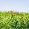 Topinambour Fuseau rouge - Bio – Image 2
