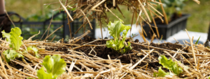 Sol d'un potager couvert d'un paillage entre ses rangs de salades.