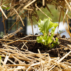 Sol d'un potager couvert d'un paillage entre ses rangs de salades.