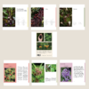Cueillir la forêt, Guide d'identification des plantes sauvages – Image 3
