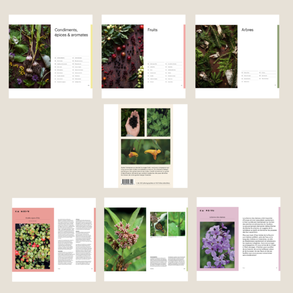 Cueillir la forêt, Guide d'identification des plantes sauvages – Image 3