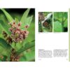 Cueillir la forêt, Guide d'identification des plantes sauvages – Image 9