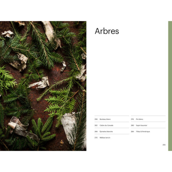 Cueillir la forêt, Guide d'identification des plantes sauvages – Image 6