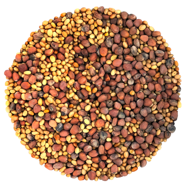Germix à germer - Bio