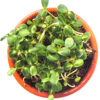 Tournesol avec écaille à germer - Bio – Image 2