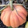 Citrouille Moranga - Bio
