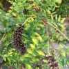 Astragale du Canada – Image 3