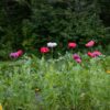 Pavot Food Not Lawns Remix - Bio – Image 3