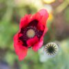 Pavot Food Not Lawns Remix - Bio – Image 2