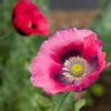 Pavot Food Not Lawns Remix - Bio – Image 4