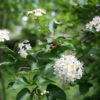 Physocarpe à feuille d'obier