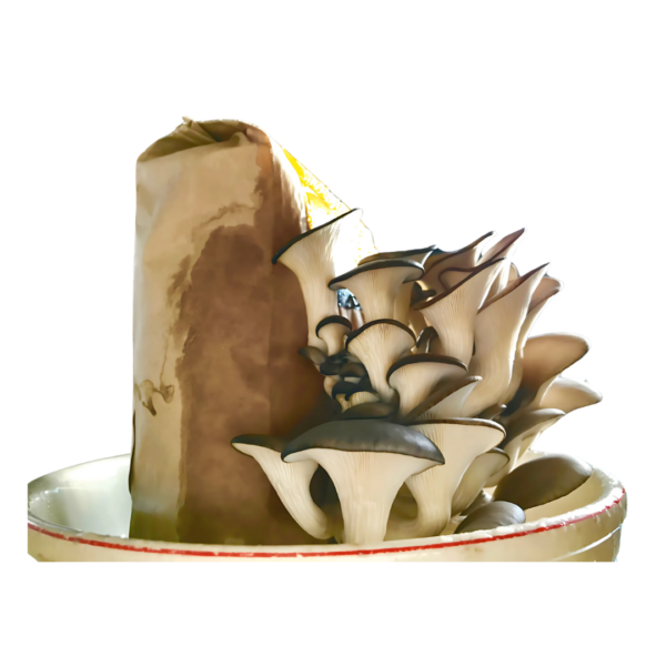 Pleurote Bleu - Trousse de Culture - Pleurotus ostratus var. colombinus – Image 2