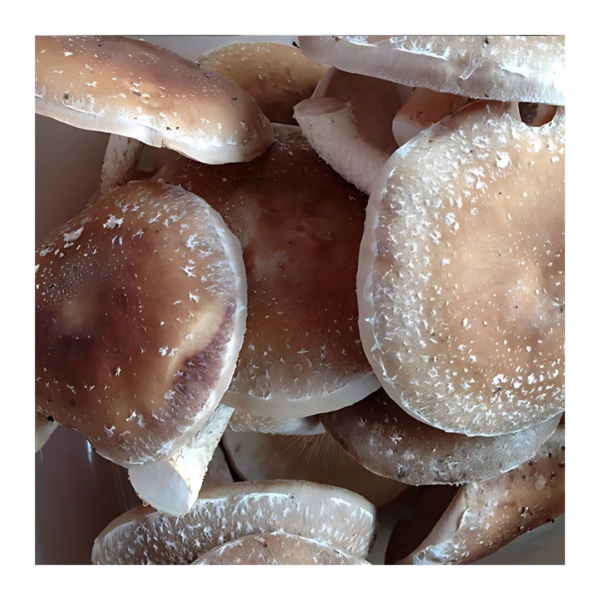 Shiitake - Trousse de Culture - Lentinula edodes – Image 2