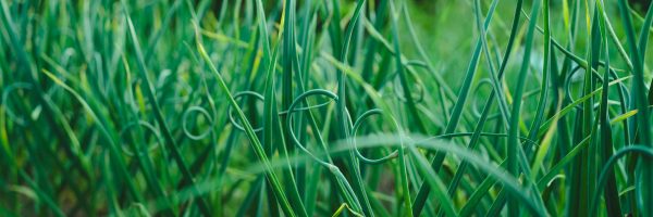 arrows of garlic